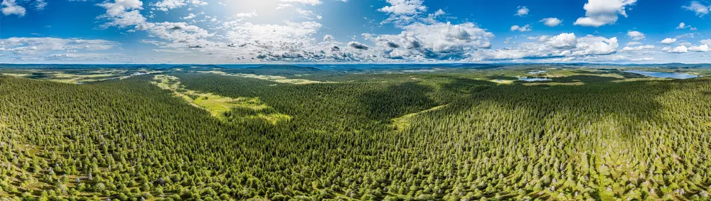 Endloser Wald unter Schönwetterwolken